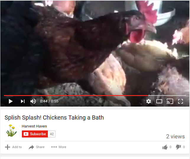 Chicken Dust Bath