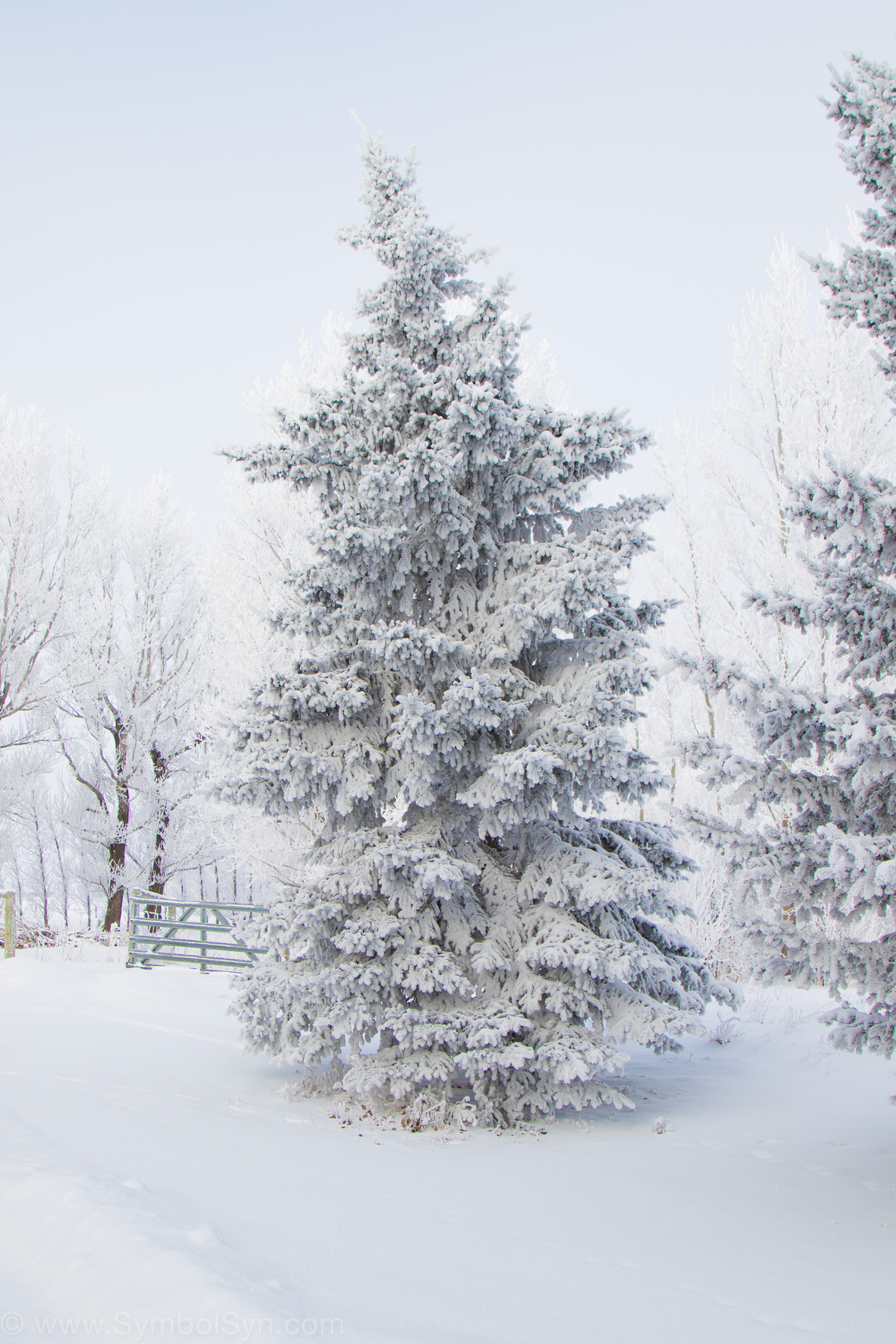 Frosty Lethbridge-14
