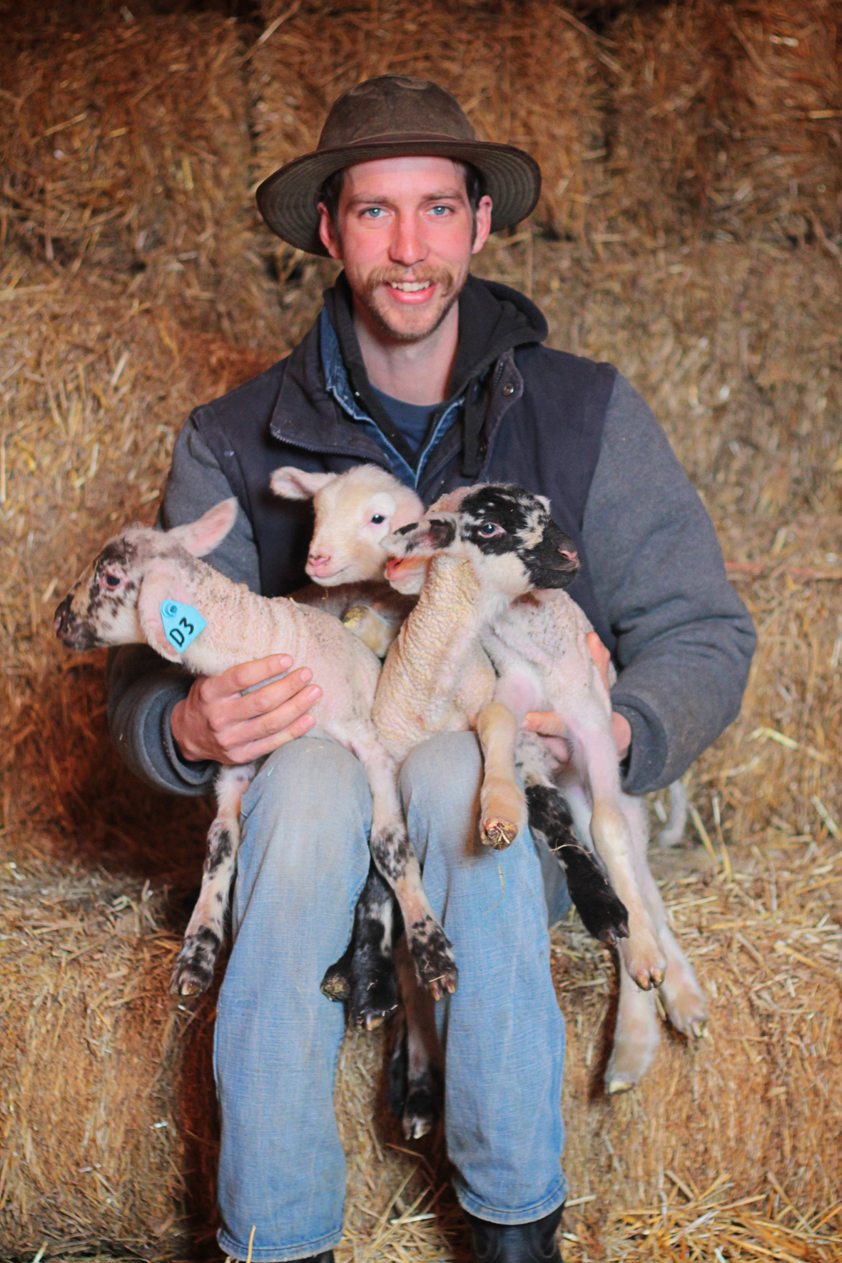 Martin with lambs hq
