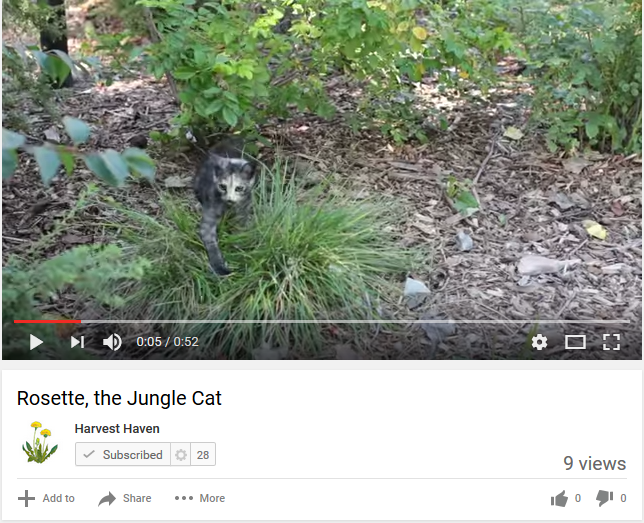 Rosette  the Jungle Cat