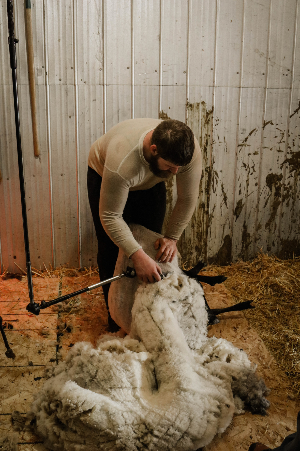 Sheep 20Shearing-3