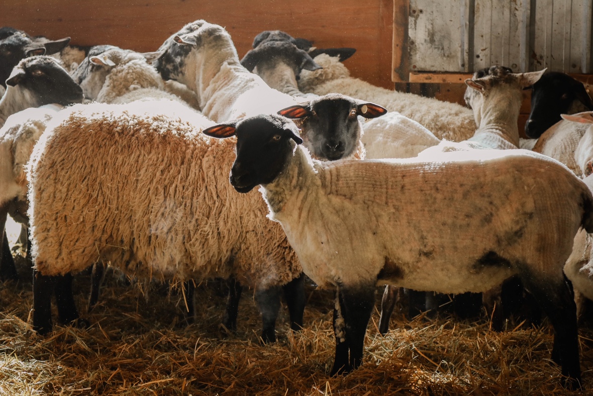 Sheep 20Shearing-4