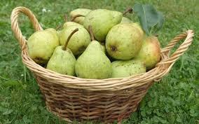 bartlett pear