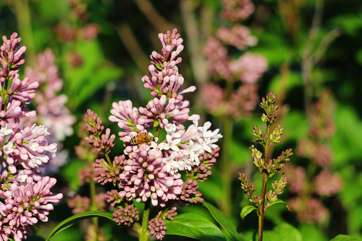 bee on lilacs