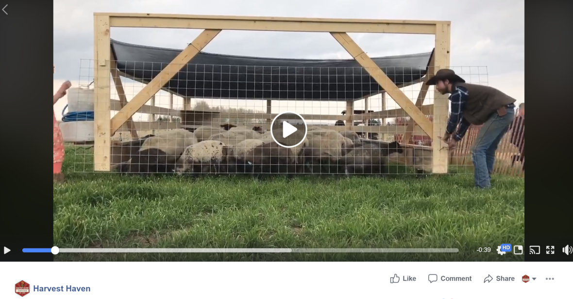 hhh video of sheep